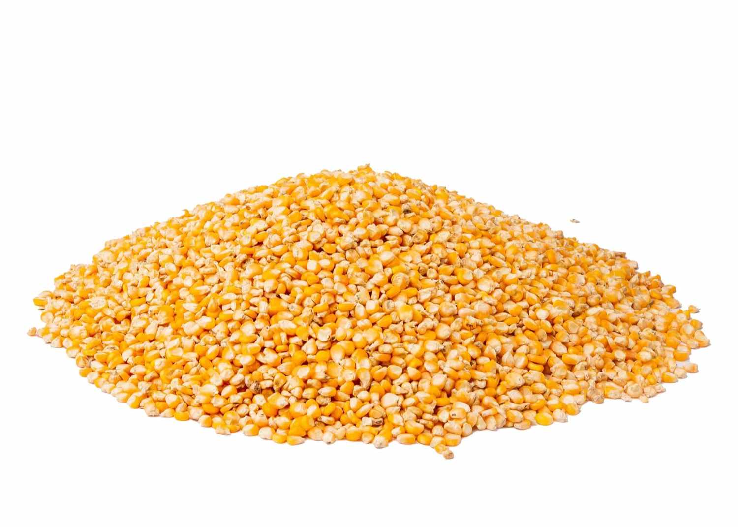 Corn- Yellow