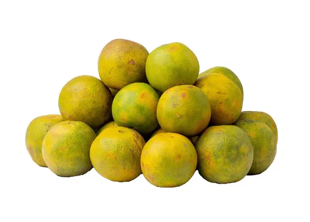 Orange - Semi-Ripe (Big) 50 Pieces