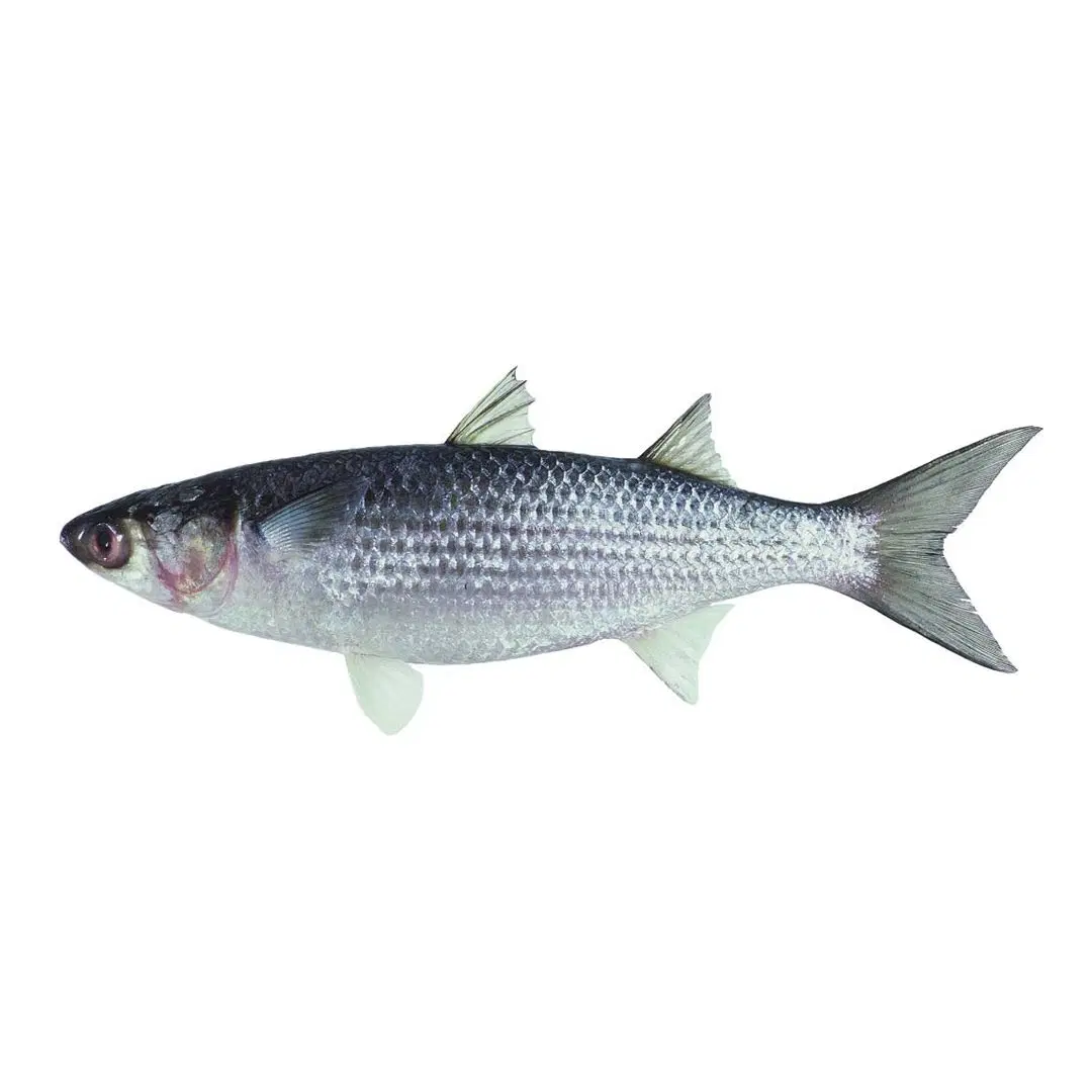 Fish - Mullet Or Akoko (Big) 1 Piece