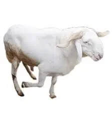 Ram - Live (Extra Large) 1 Whole